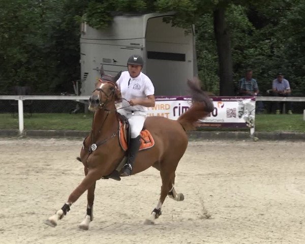 Reitturnier Waiblingen 2017