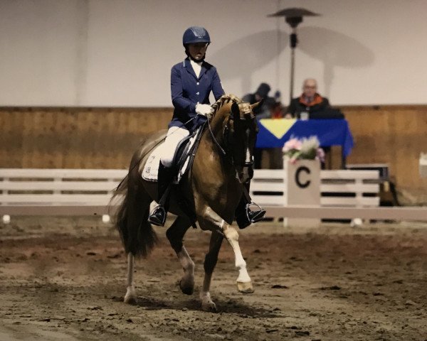 Cavallo da Dressage Villeneuve 5 (Pony da Sella Tedesco, 2008, di Valdez HS)