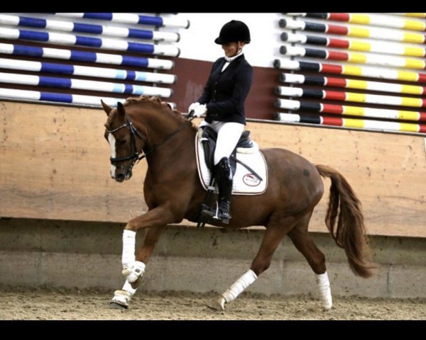 horse Dankeschön's Traum (German Riding Pony, 2014, from Dankeschön)