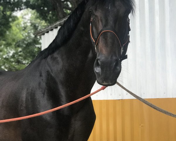 Dressurpferd Farro des Famennes (Belgisches Warmblut, 2005, von Warkant van het Gestelhof)