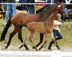 jumper Vincent vSH (Hanoverian, 2015, from van Gogh)