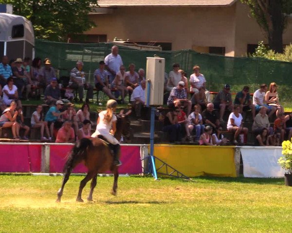 Reitturnier Baschütz bei Bautzen 2017