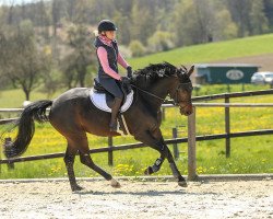 broodmare Lillyfee 48 (Oldenburg, 2012, from Contendro I)
