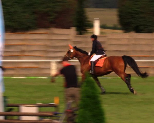 Reitturnier Baschütz bei Bautzen 2017