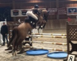 broodmare Violetta 67 (Hanoverian, 2008, from Valentino)