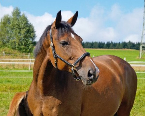 broodmare Avourneen (Hanoverian, 1995, from Archipel)