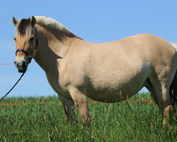 broodmare Bryn Romanowa (Fjord Horse, 2005, from Randi vom Waldnußbaum)