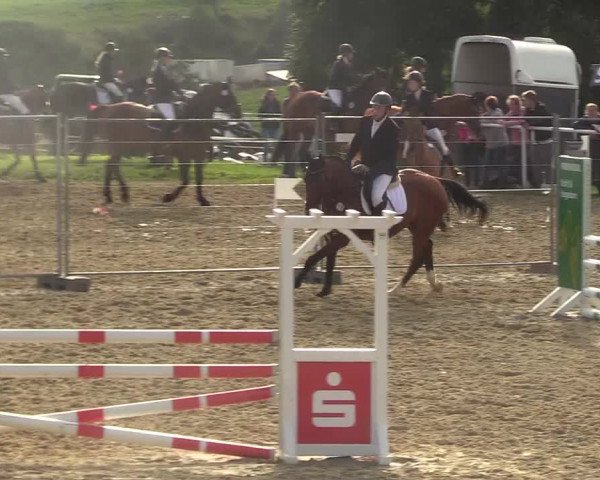 Reitturnier Brilon 2017