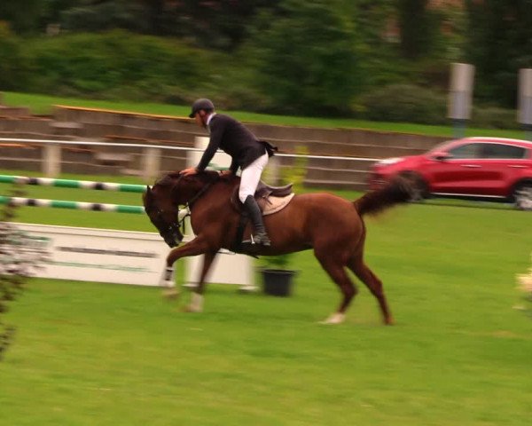 Reitturnier Baschütz bei Bautzen 2017