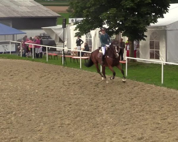 Reitturnier Brilon 2017