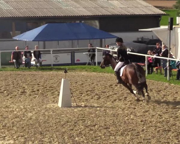 Reitturnier Brilon 2017