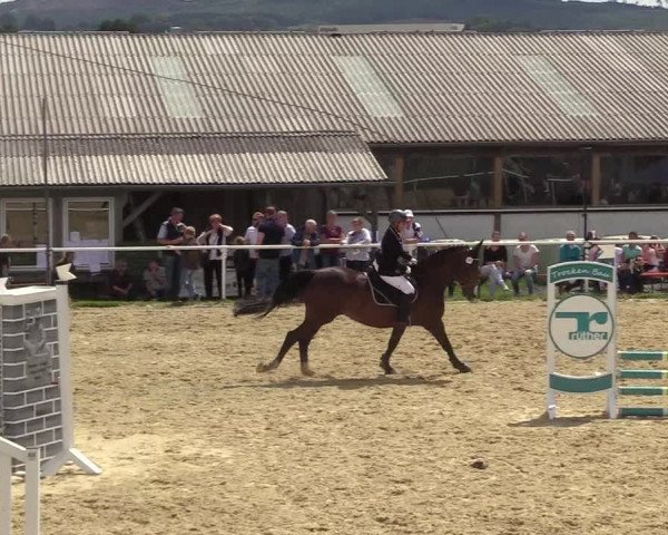 Reitturnier Brilon 2017