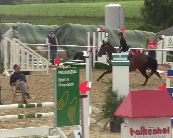 Reitturnier Brilon 2017
