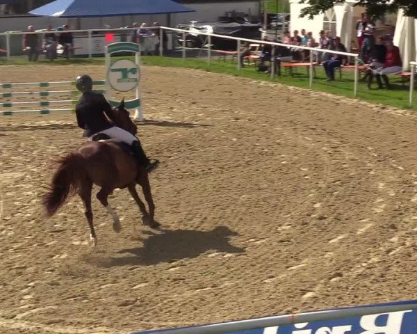 Reitturnier Brilon 2017