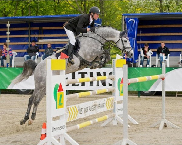 jumper Coup de Foudre NT (Holsteiner, 2007, from Concreto 174 FIN)