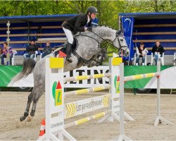 Springpferd Coup de Foudre NT (Holsteiner, 2007, von Concreto 174 FIN)