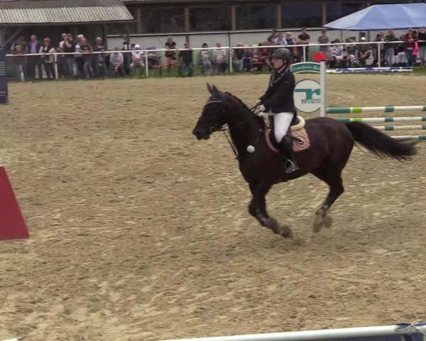 Reitturnier Brilon 2017