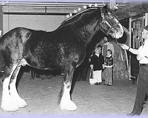 stallion Aspiration 30652 (Clydesdale, 1966, from Bardrill Castle)
