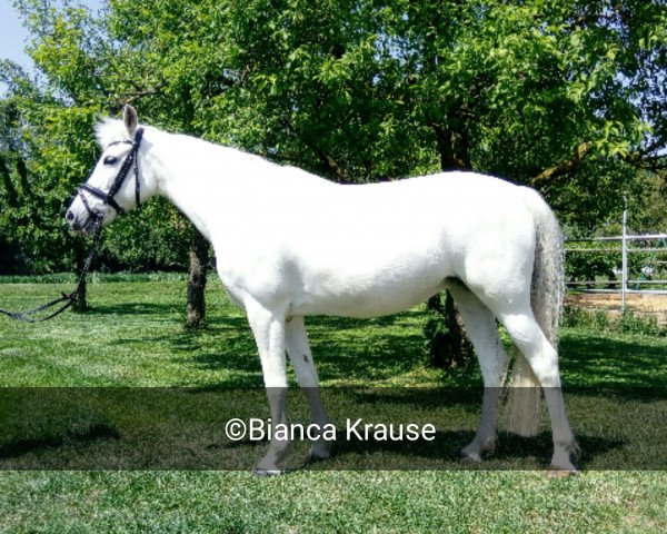dressage horse Ramona 855 (Connemara Pony, 1997)