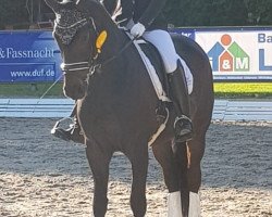 dressage horse Dumble dore (Oldenburg, 2009, from De Niro)
