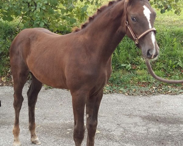 horse Winona N (German Sport Horse, 2017, from Bon Coeur)