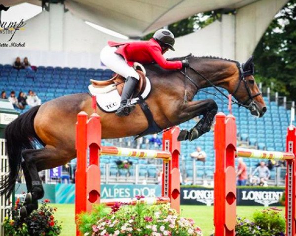 jumper Brighton Bay (KWPN (Royal Dutch Sporthorse), 2010, from Ultimo)