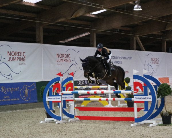 jumper Centolino Clasico (Holsteiner, 2013, from Centurion)