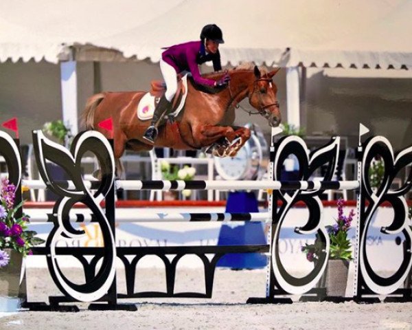 broodmare Airelle Flamingo (Selle Français, 2010, from Campo Flamingo Z)