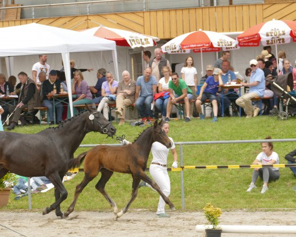horse Quintano FG (Württemberger, 2018, from Quantensprung 3)
