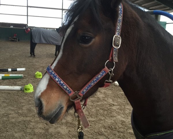 dressage horse Arvalon Rose of Wales (Welsh-Cob (Sek. D), 2010, from Danaway Archie Brown)