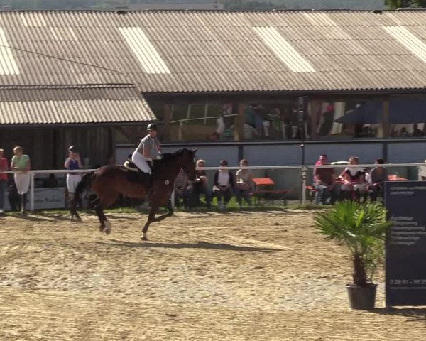 Reitturnier Brilon 2017