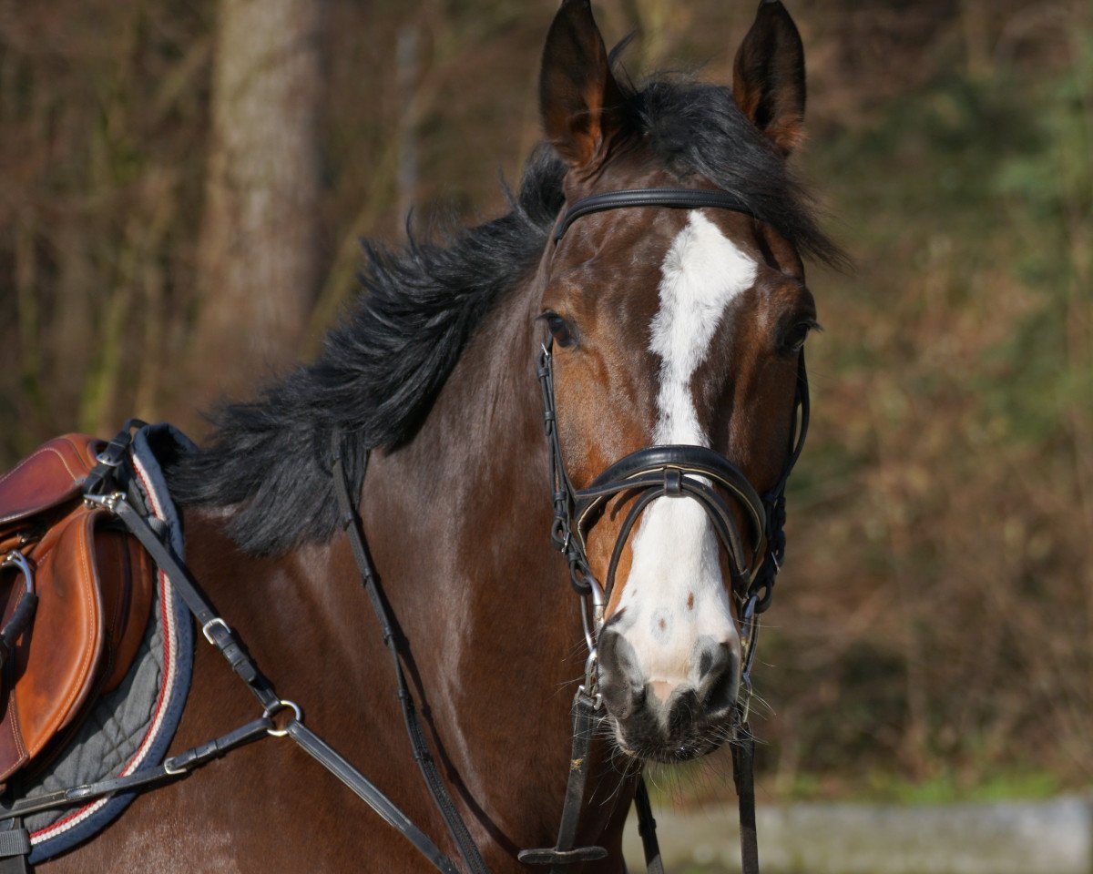 Springpferd Quick Time 4 (Rheinländer, 2009, von Quintender 2)