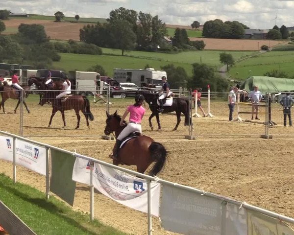 Reitturnier Brilon 2017