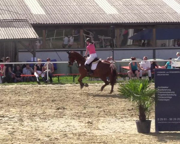 Reitturnier Brilon 2017