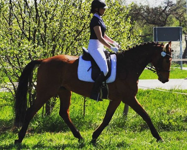 dressage horse Morning Light 5 (German Sport Horse, 2008, from Morning Star)
