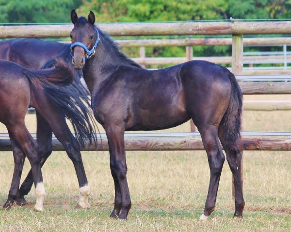 broodmare Jazzman´s Dreamy (Oldenburg, 2018, from Jazzman)
