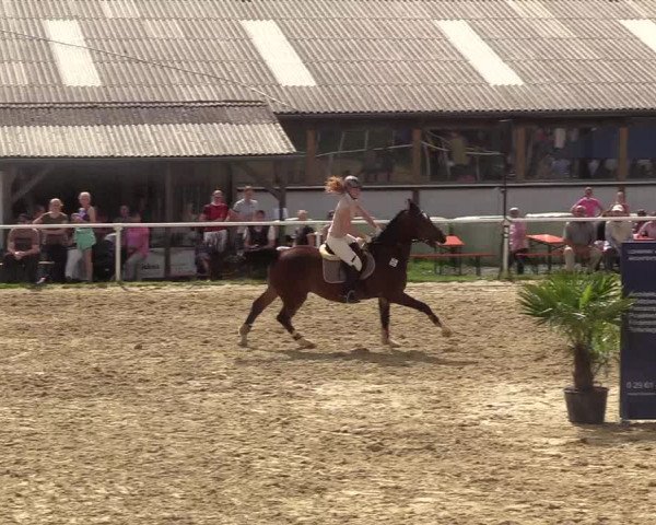 Reitturnier Brilon 2017