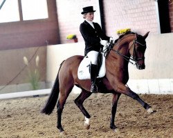 dressage horse Santino T (Oldenburg, 2006, from Sir Donnerhall I)