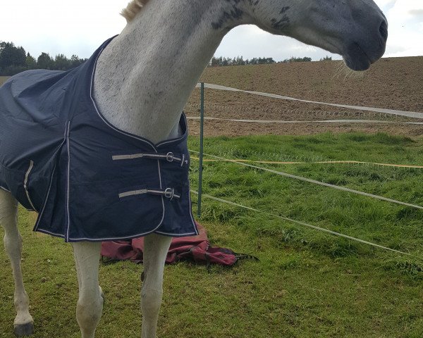 broodmare Ronja III (Holsteiner, 2001, from Coriano)
