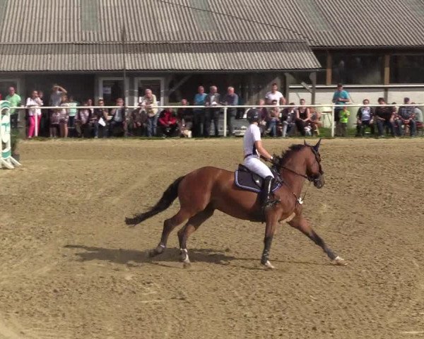 Reitturnier Brilon 2017