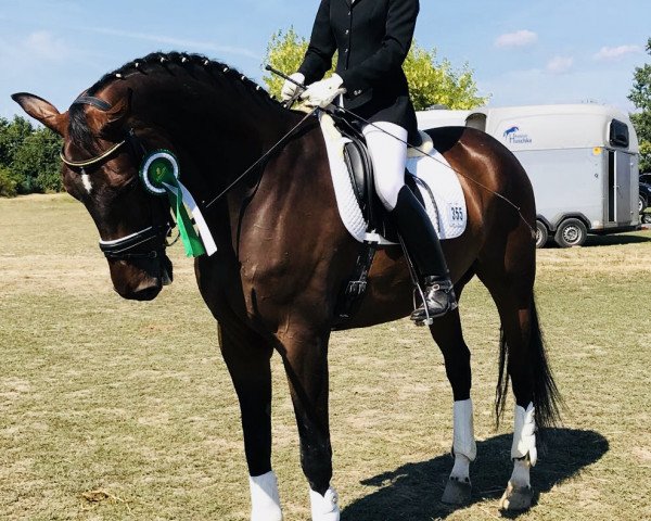 dressage horse Semion (Oldenburg, 2010, from Sancisco)