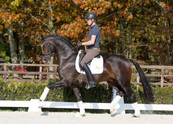 Dressurpferd Kane (KWPN (Niederländisches Warmblut), 2015, von Arezzo)