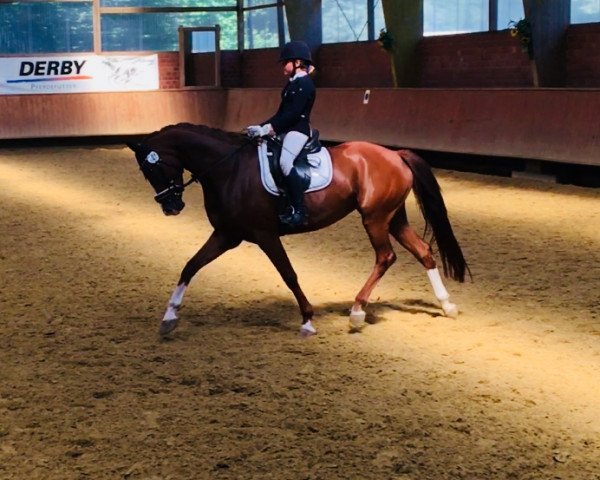dressage horse Blueberry Nights Z (Rhinelander, 2013, from Callaho's Benicio)