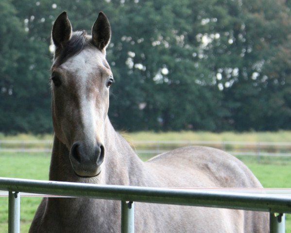 broodmare Pretty Woman (Trakehner, 2010, from Leonardo da Vinci AA)