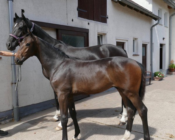 horse Billy O (Westphalian, 2018, from Belissimo NRW)