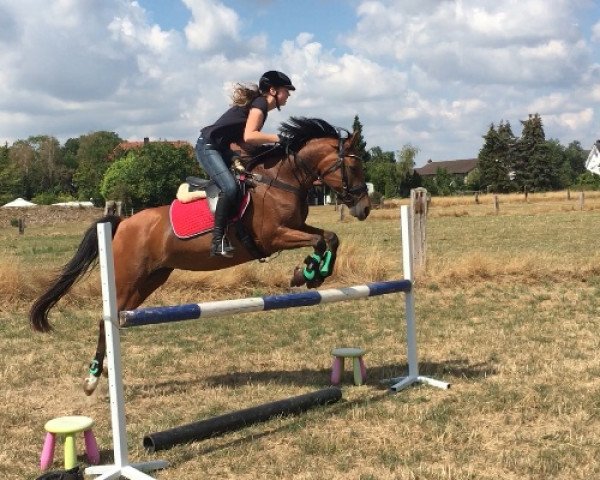 horse Ginga Ginelli (German Riding Pony, 2002, from Don Carlos)
