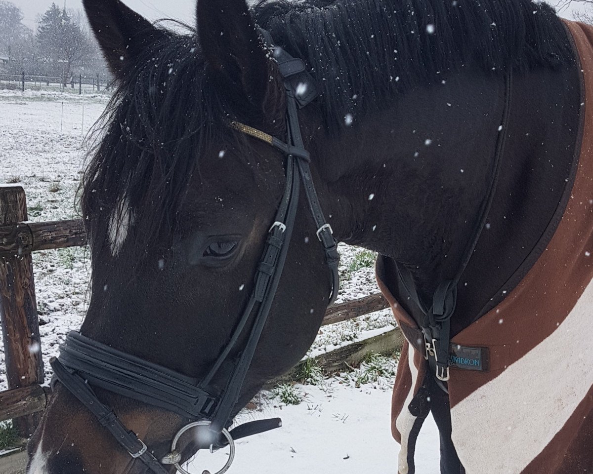 horse Charly Brown (Hanoverian, 2014, from Chivas)