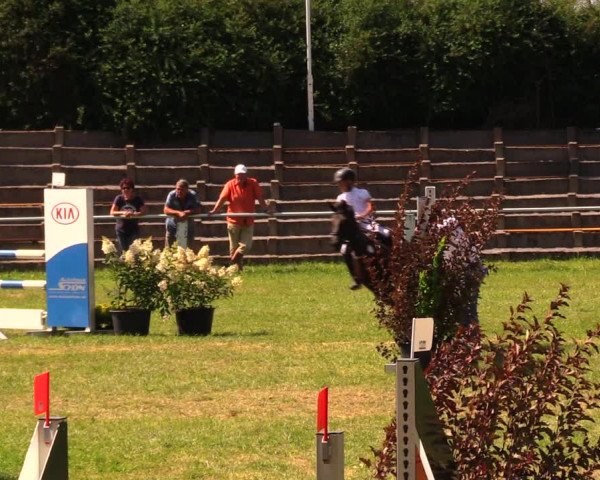 Reitturnier Baschütz bei Bautzen 2017