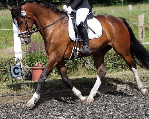 Dressurpferd Accino 9 (Holsteiner, 2008, von Aljano)