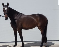 Zuchtstute Glory of Fame (Holsteiner, 2014, von Cormint)